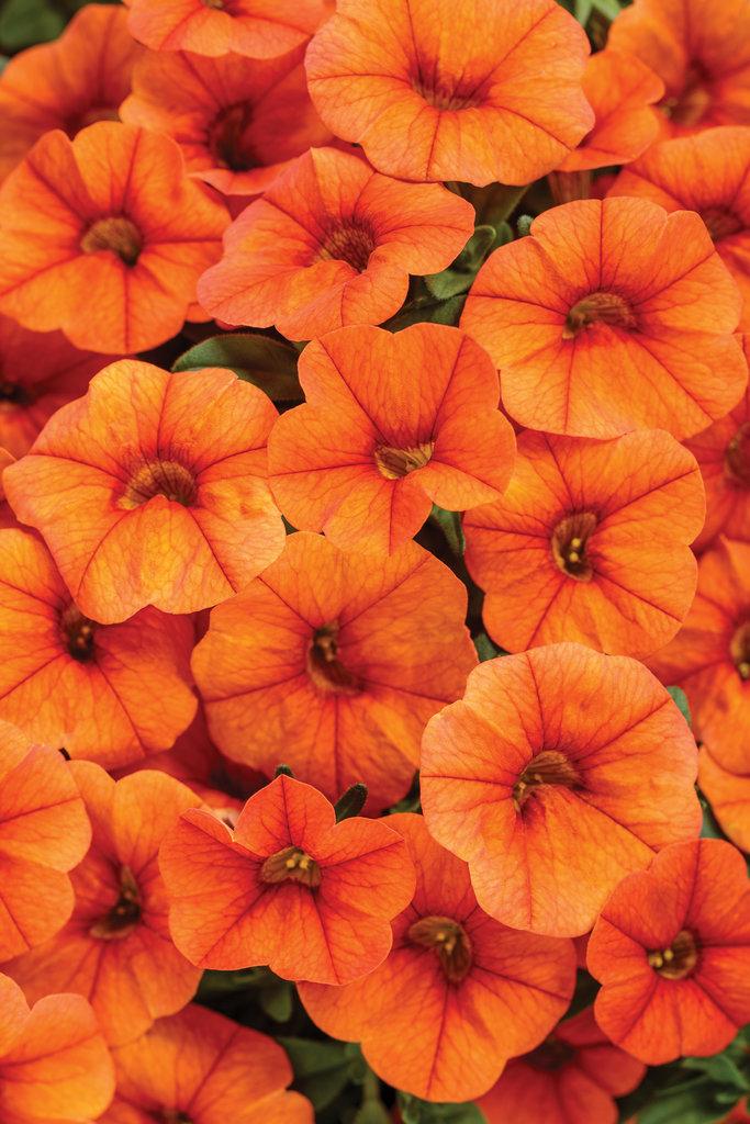 Calibrachoa Superbells Double Orange - View 12 from www redcrocus com