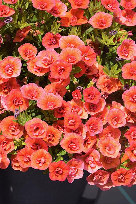Calibrachoa Superbells Double Orange - View 14 from www redcrocus com