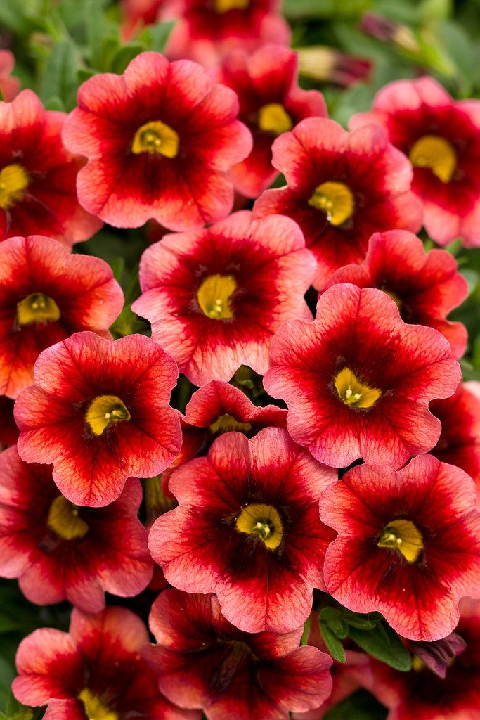 Calibrachoa Superbells Double Orange - View 15 from www redcrocus com