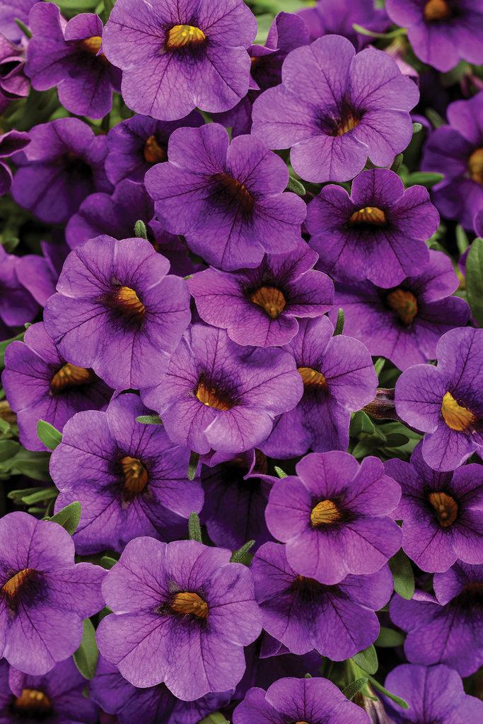 Calibrachoa Superbells Double Orange - View 16 from www redcrocus com