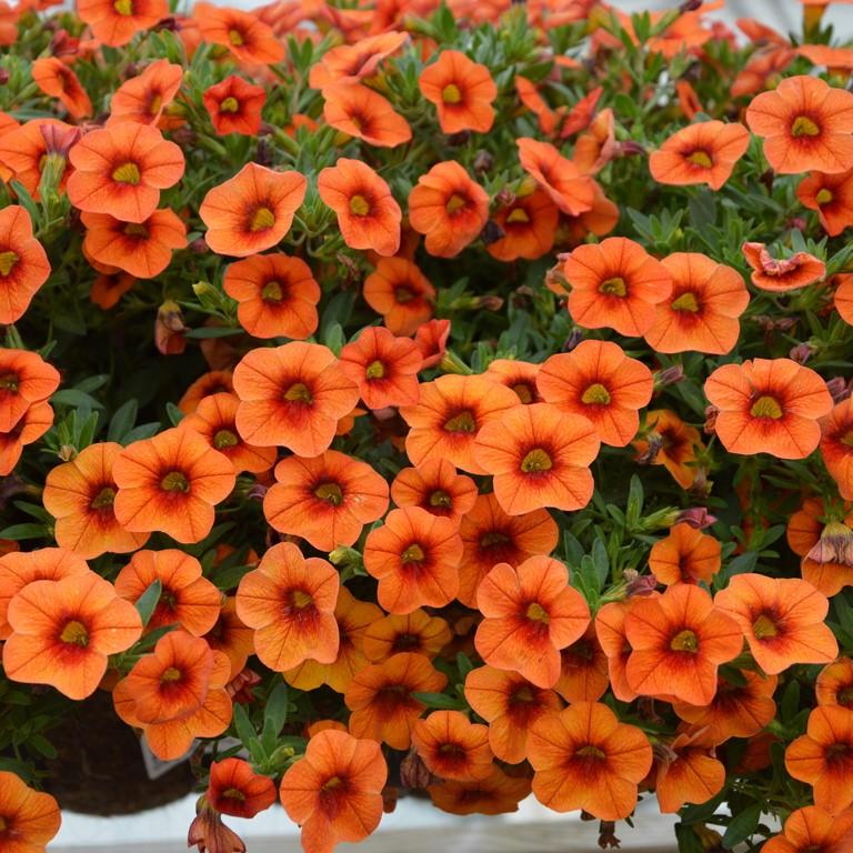 Calibrachoa Superbells Double Orange - View 17 from www redcrocus com
