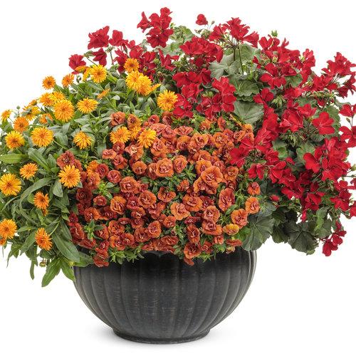 Calibrachoa Superbells Double Orange - View 18 from www redcrocus com