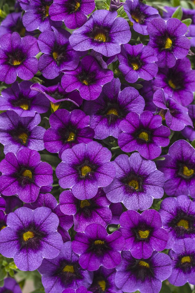 Calibrachoa Superbells Double Orange - View 19 from www redcrocus com
