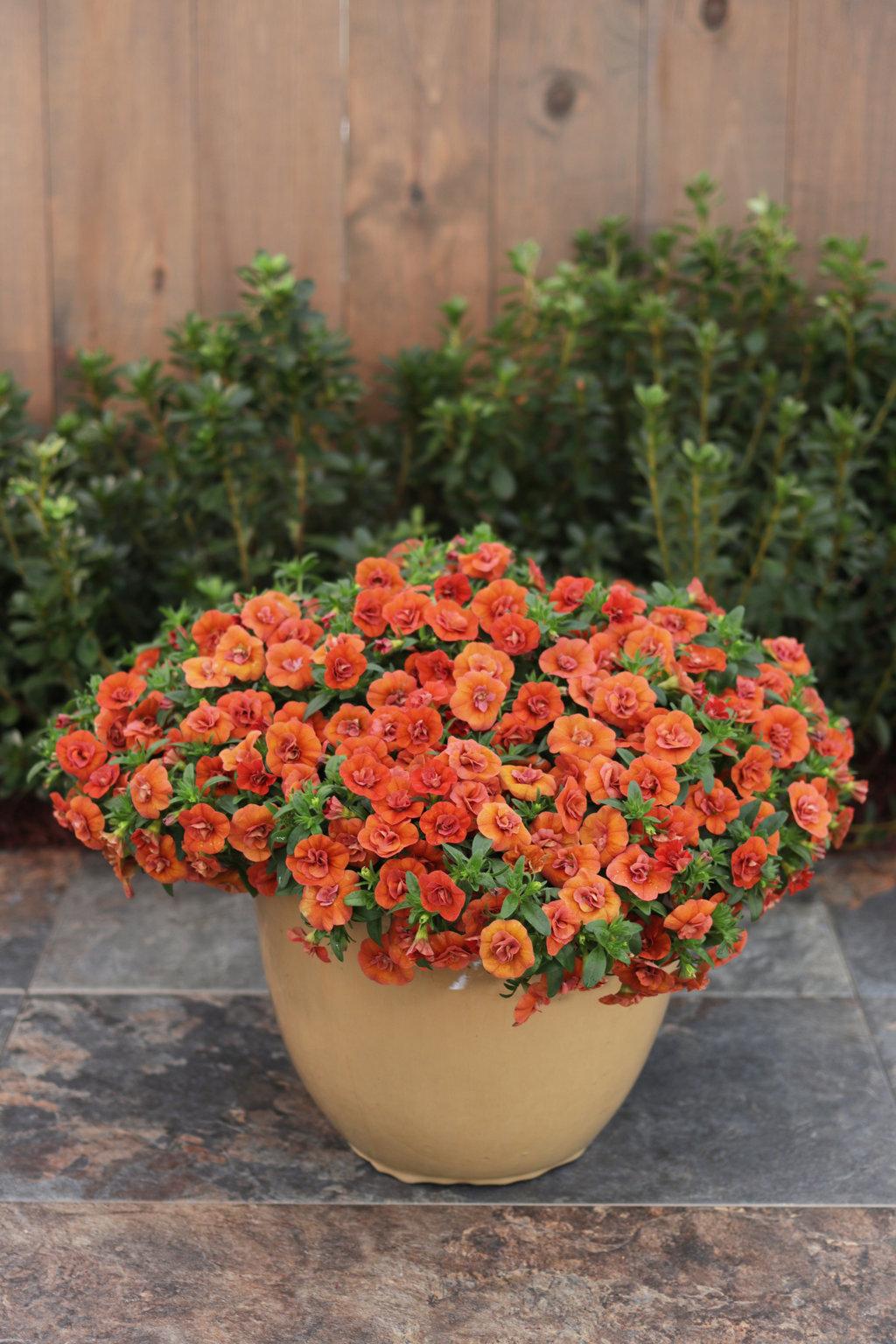 Calibrachoa Superbells Double Orange - View 2 from www redcrocus com