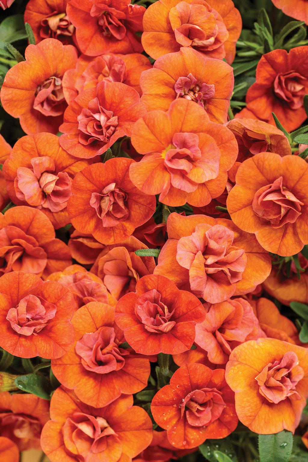 Calibrachoa Superbells Double Orange - View 3 from www redcrocus com