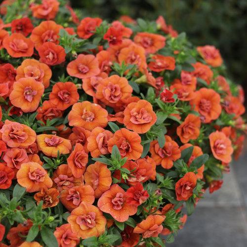 Calibrachoa Superbells Double Orange - View 4 from www redcrocus com