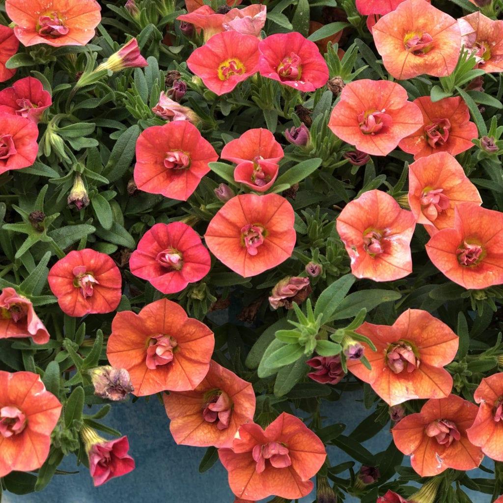 Calibrachoa Superbells Double Orange - View 5 from www redcrocus com