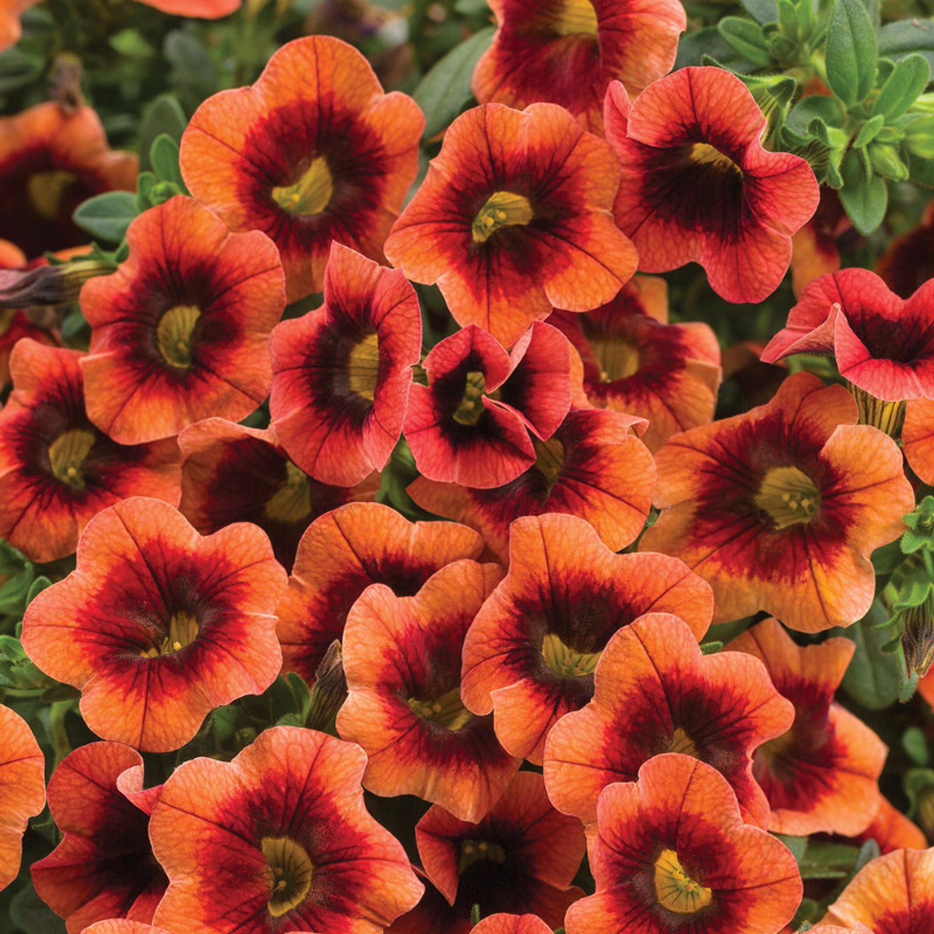 Calibrachoa Superbells Double Orange - View 6 from www redcrocus com