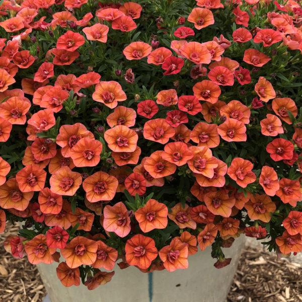 Calibrachoa Superbells Double Orange - View 7 from www redcrocus com