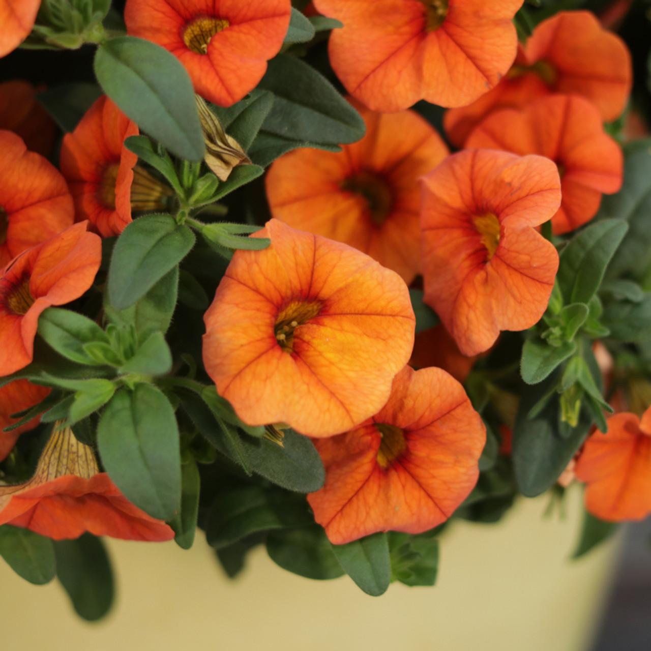 Calibrachoa Superbells Double Orange - View 8 from www redcrocus com