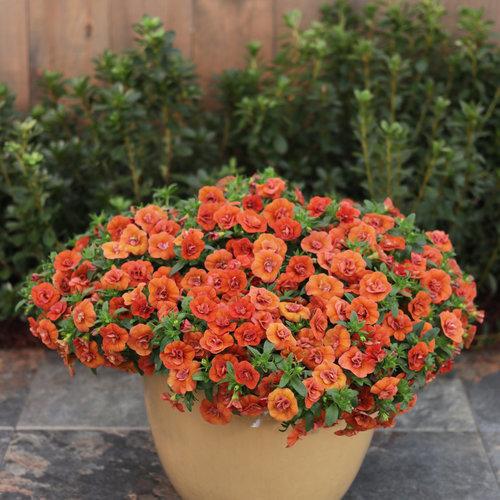 Calibrachoa Superbells Double Orange - View 9 from www redcrocus com