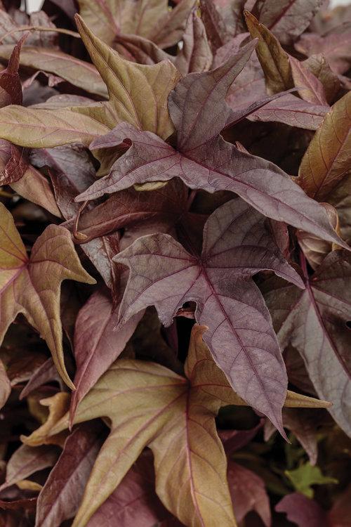 Ipomoea Sweet Caroline Red Hawk - View 10 from www redcrocus com