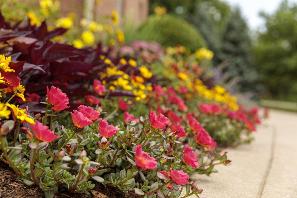 Ipomoea Sweet Caroline Red Hawk - View 12 from www redcrocus com