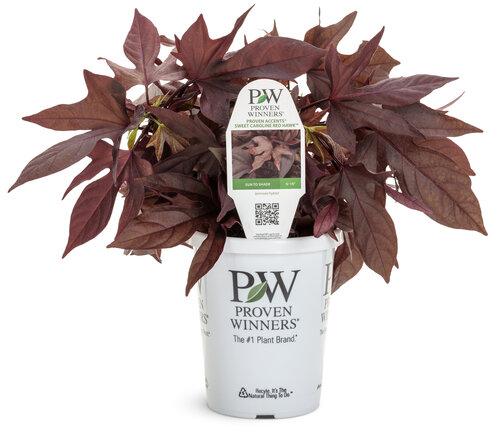 Ipomoea Sweet Caroline Red Hawk - View 13 from www redcrocus com