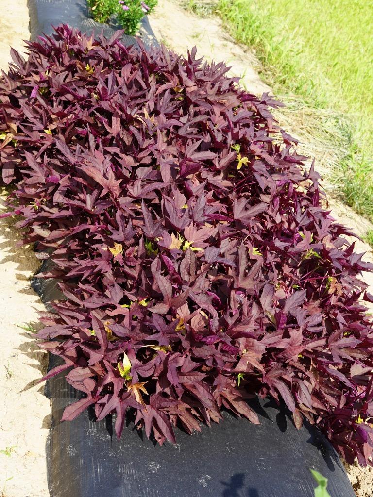 Ipomoea Sweet Caroline Red Hawk - View 17 from www redcrocus com