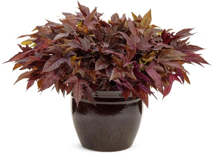 Ipomoea Sweet Caroline Red Hawk - View 18 from www redcrocus com