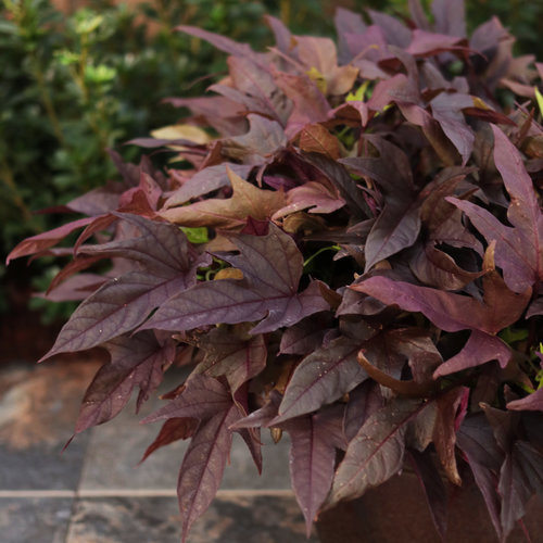 Ipomoea Sweet Caroline Red Hawk - View 19 from www redcrocus com