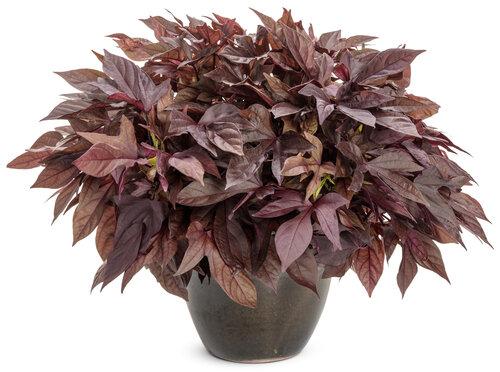 Ipomoea Sweet Caroline Red Hawk - View 2 from www redcrocus com