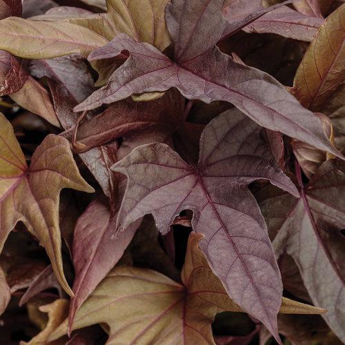 Ipomoea Sweet Caroline Red Hawk - View 6 from www redcrocus com