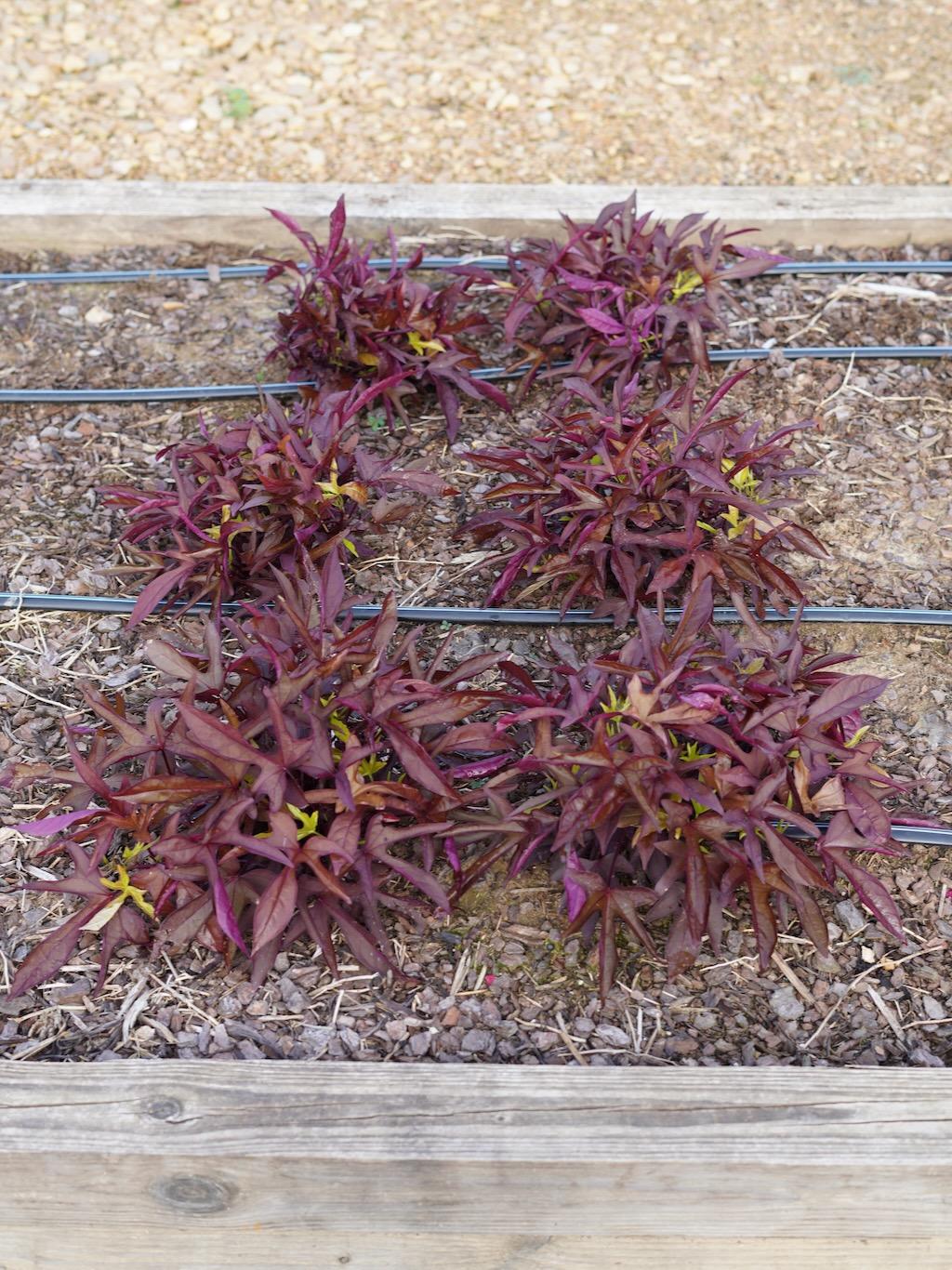 Ipomoea Sweet Caroline Red Hawk - View 9 from www redcrocus com