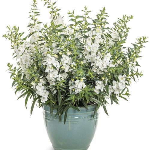 Angelonia Angelface Super White - View 10 from www redcrocus com