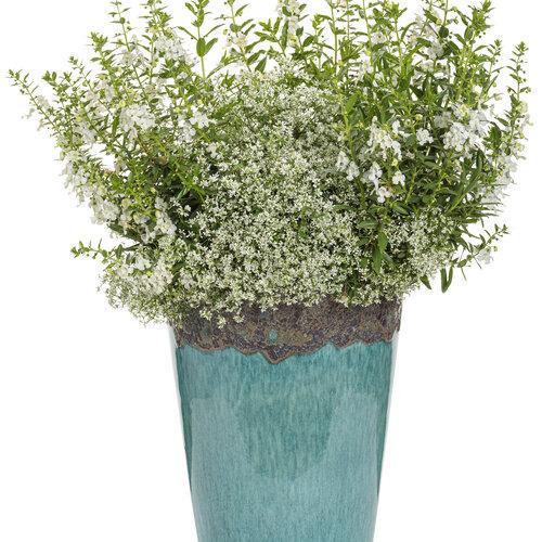 Angelonia Angelface Super White - View 15 from www redcrocus com