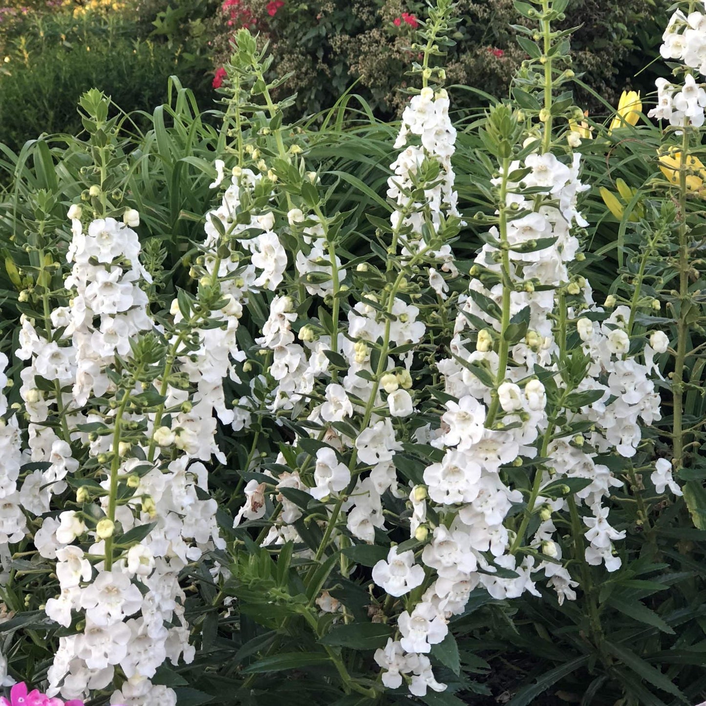 Angelonia Angelface Super White - View 1 from www redcrocus com
