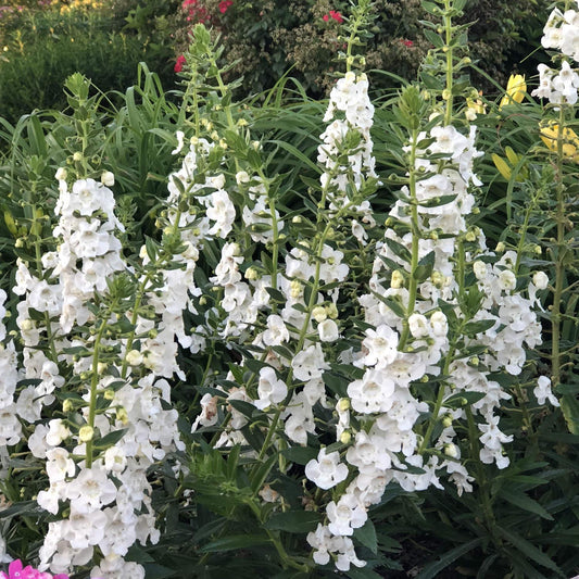 Angelonia Angelface Super White - View 1 from www redcrocus com