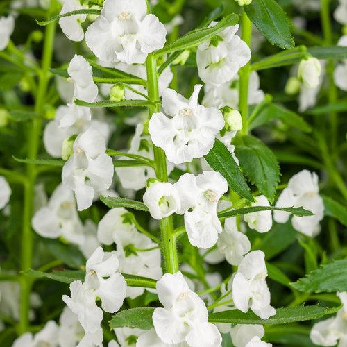 Angelonia Angelface Super White - View 2 from www redcrocus com