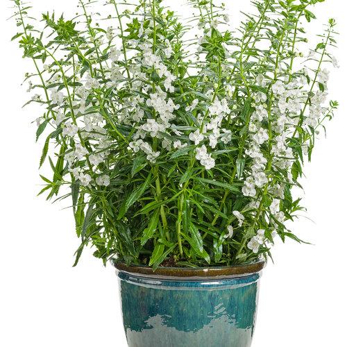 Angelonia Angelface Super White - View 3 from www redcrocus com