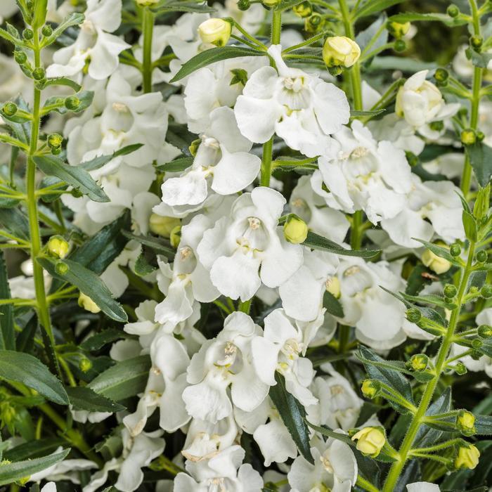 Angelonia Angelface Super White - View 4 from www redcrocus com