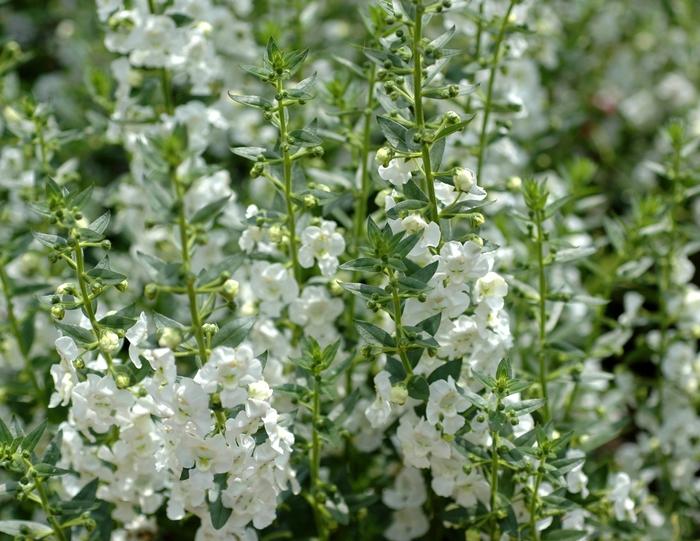 Angelonia Angelface Super White - View 5 from www redcrocus com