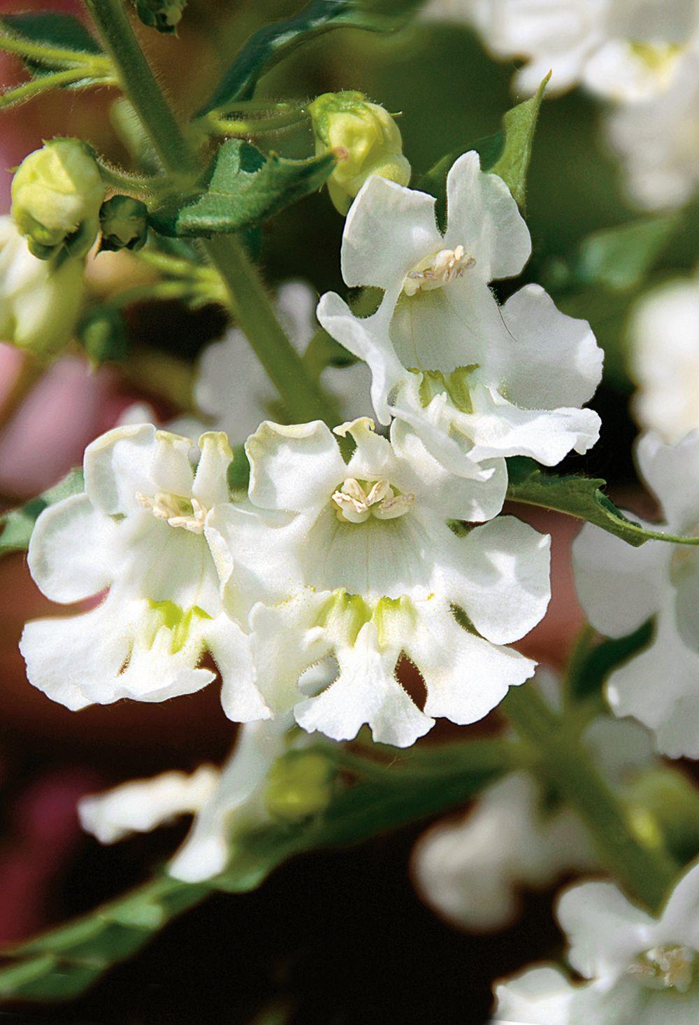 Angelonia Angelface Super White - View 7 from www redcrocus com