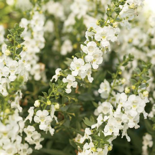 Angelonia Angelface Super White - View 8 from www redcrocus com