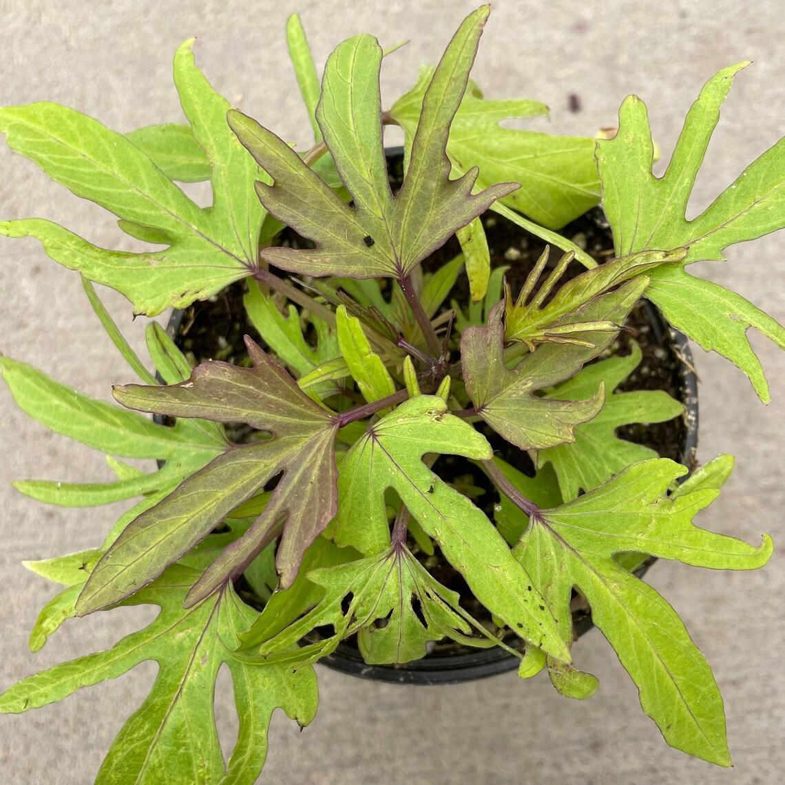 Ipomoea Sweet Caroline Medusa - View 11 from www redcrocus com