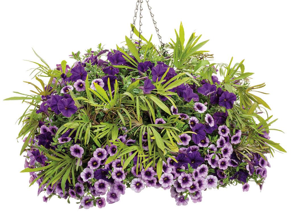 Ipomoea Sweet Caroline Medusa - View 16 from www redcrocus com