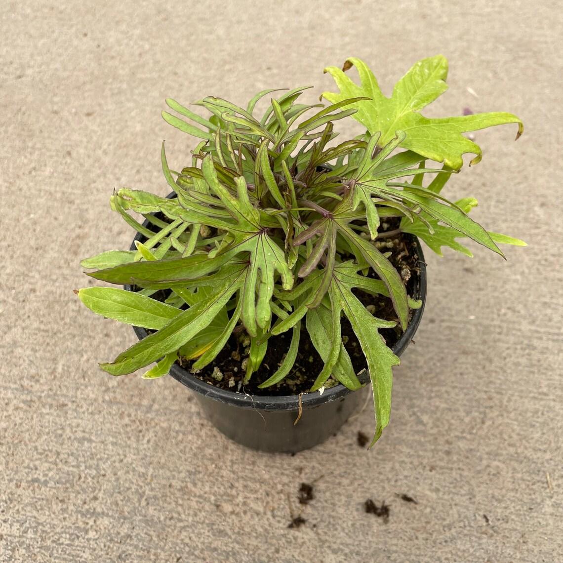 Ipomoea Sweet Caroline Medusa - View 17 from www redcrocus com