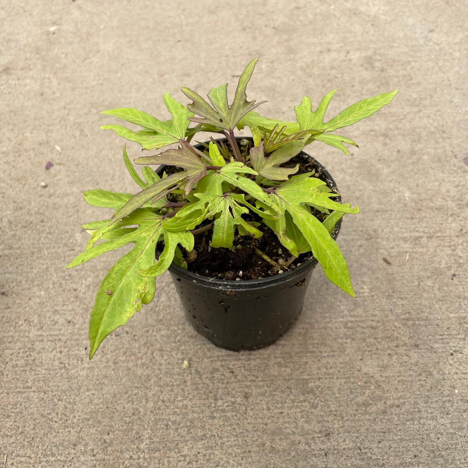 Ipomoea Sweet Caroline Medusa - View 18 from www redcrocus com
