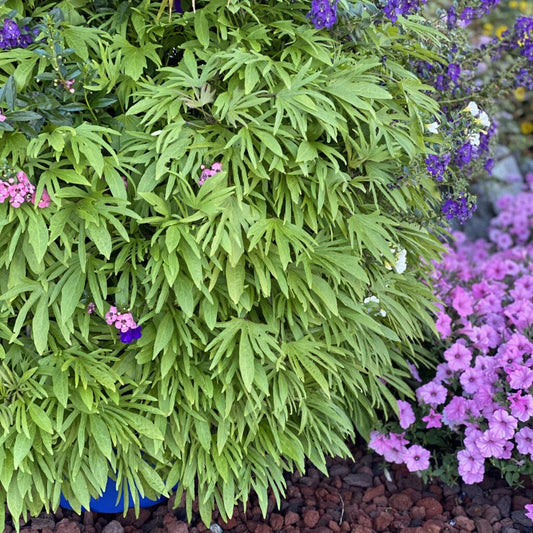 Ipomoea Sweet Caroline Medusa - View 1 from www redcrocus com