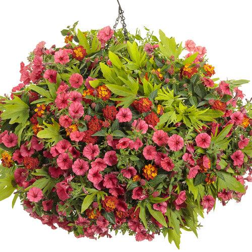 Ipomoea Sweet Caroline Medusa - View 5 from www redcrocus com