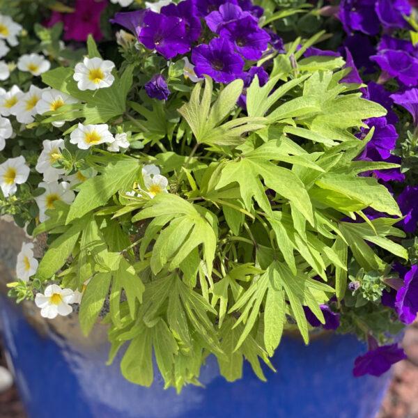 Ipomoea Sweet Caroline Medusa - View 7 from www redcrocus com