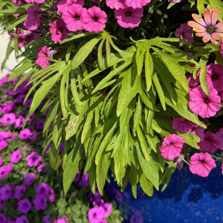 Ipomoea Sweet Caroline Medusa - View 8 from www redcrocus com