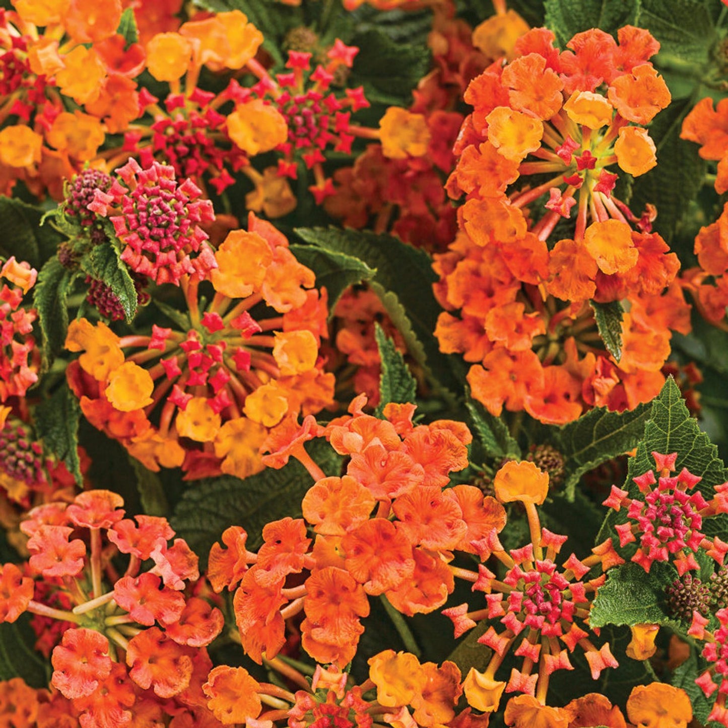 Lantana Luscious Goldengate - View 10 from www redcrocus com