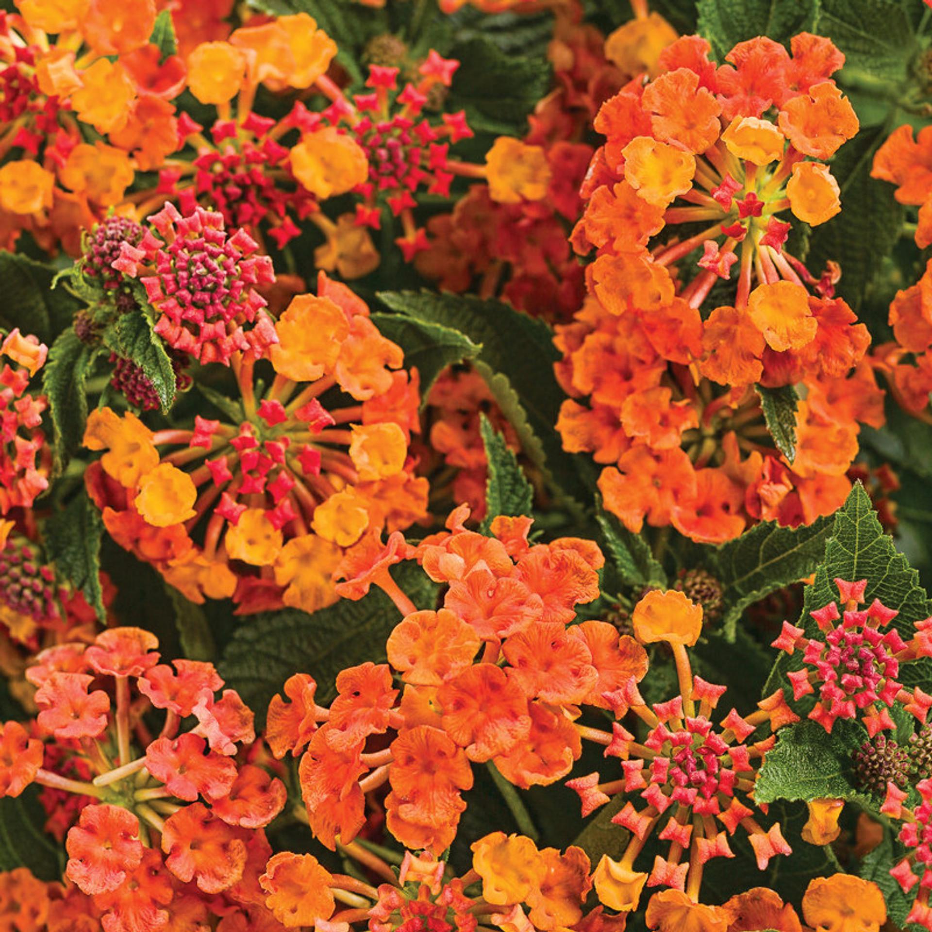 Lantana Luscious Goldengate - View 10 from www redcrocus com