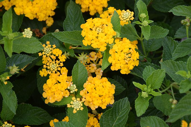 Lantana Luscious Goldengate - View 11 from www redcrocus com