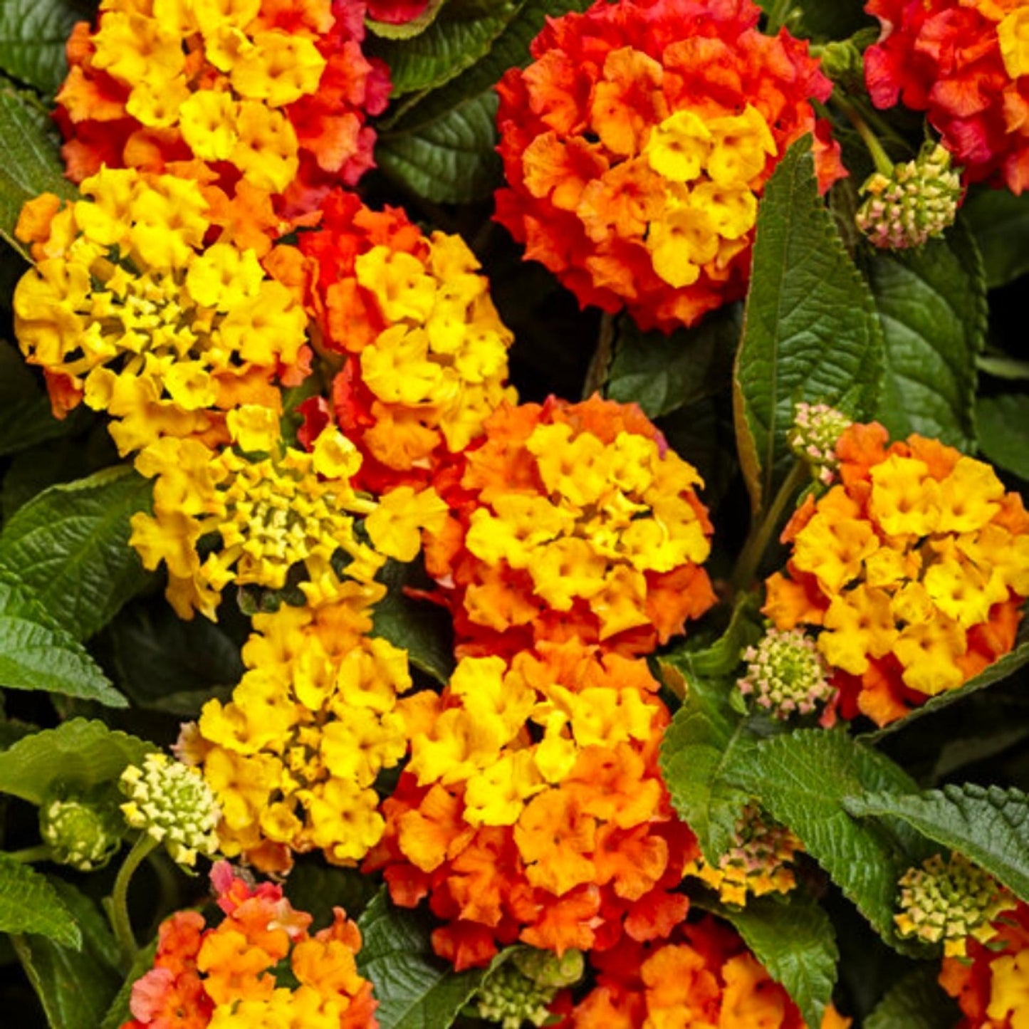 Lantana Luscious Goldengate - View 12 from www redcrocus com