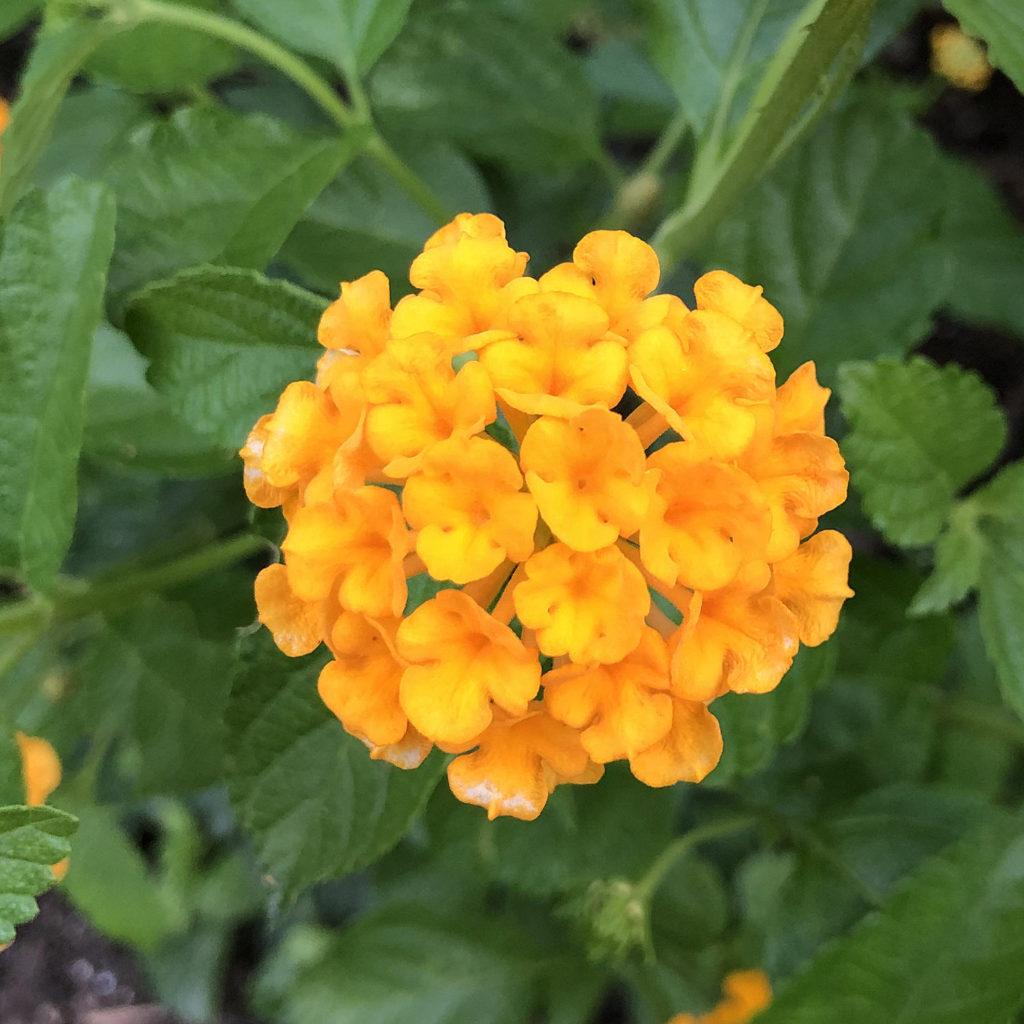 Lantana Luscious Goldengate - View 13 from www redcrocus com