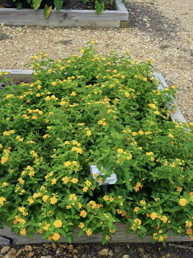 Lantana Luscious Goldengate - View 14 from www redcrocus com