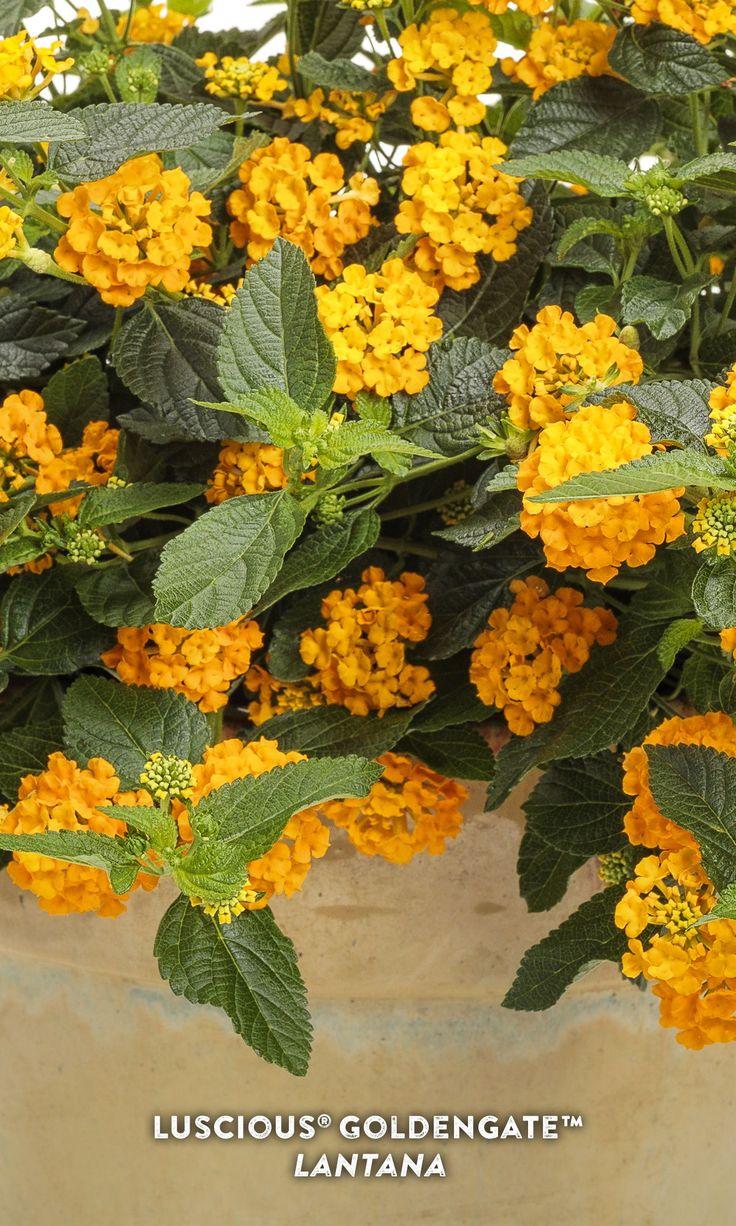 Lantana Luscious Goldengate - View 15 from www redcrocus com