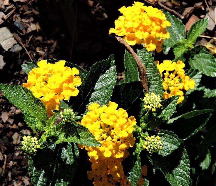 Lantana Luscious Goldengate - View 17 from www redcrocus com